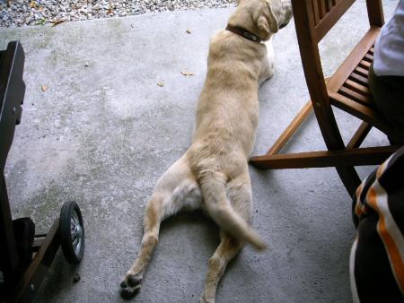 le chien 2 clément